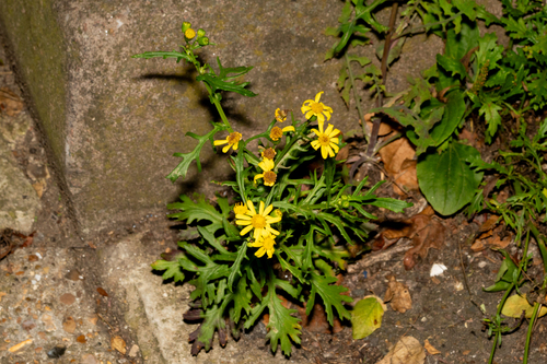 Oxford Ragwort