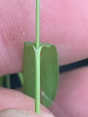 Dichanthelium dichotomum