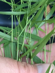 Dichanthelium dichotomum