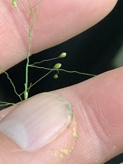 Dichanthelium dichotomum
