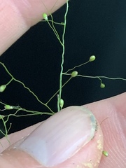 Dichanthelium dichotomum