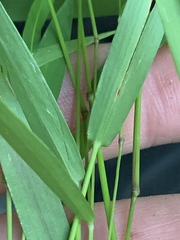Dichanthelium dichotomum