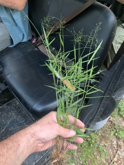 Dichanthelium dichotomum