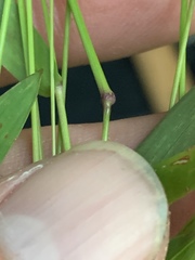 Dichanthelium dichotomum