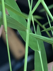Dichanthelium dichotomum