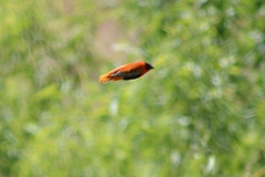 Euplectes franciscanus