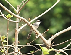 Prinia hodgsonii