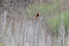 Euplectes franciscanus