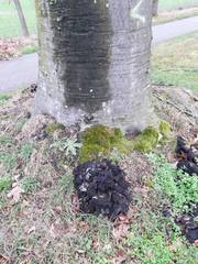 Craterellus cornucopioides