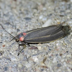 Haematomis uniformis