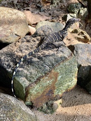 Varanus salvator salvator