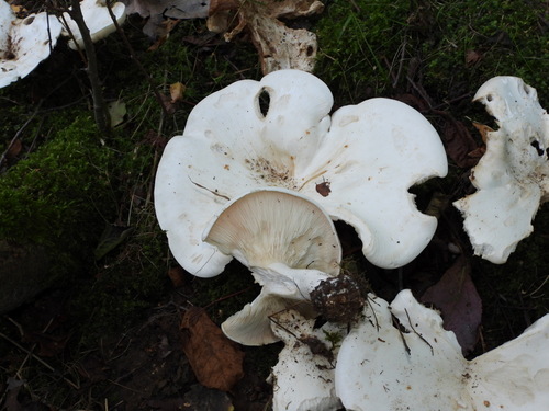 Didžioji meškabudė