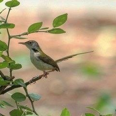Common Tailorbird photo 3