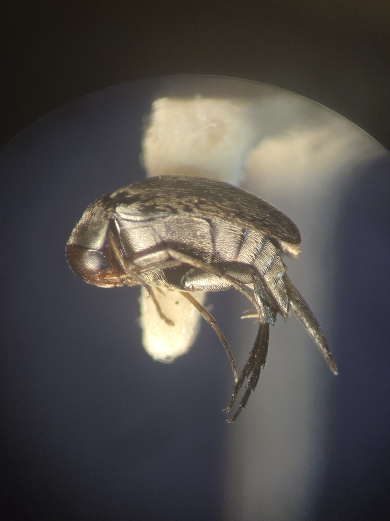 Mordellina parva