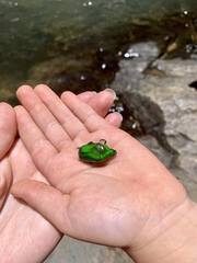 Heterorrhina elegans