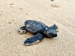 Lepidochelys olivacea