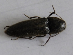 Elateridae