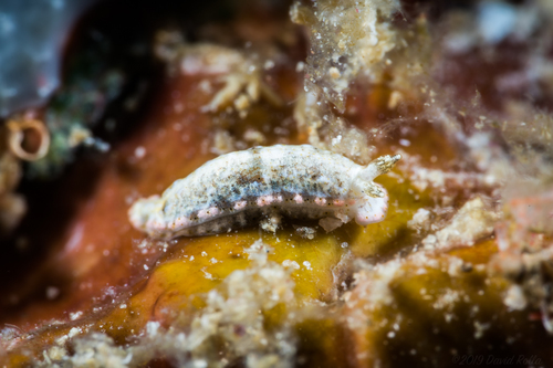 Dermatobranchus rodmani