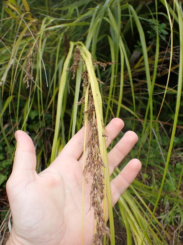 Image of Gahnia lacera by (c) Benjamin Lavin, some rights reserved (CC BY)
