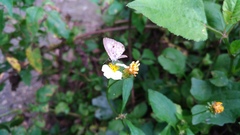 Megisba malaya sikkima