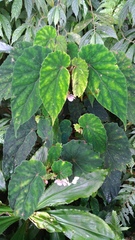 Begonia lukuana
