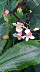 Begonia lukuana
