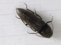 Elateridae