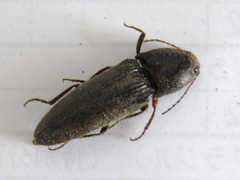 Elateridae