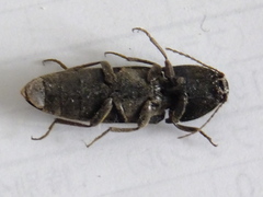 Elateridae