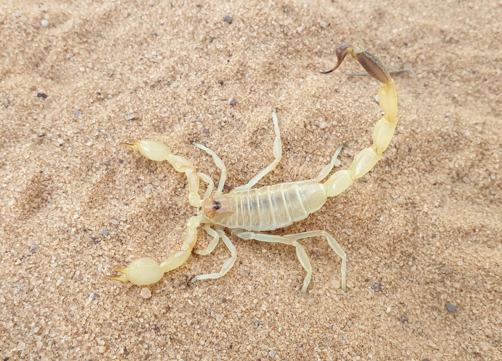 Vachoniolus globimanus