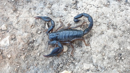 Jericho Scorpion