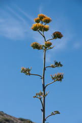 Agave chrysantha