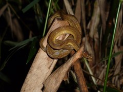 Compsophis laphystius