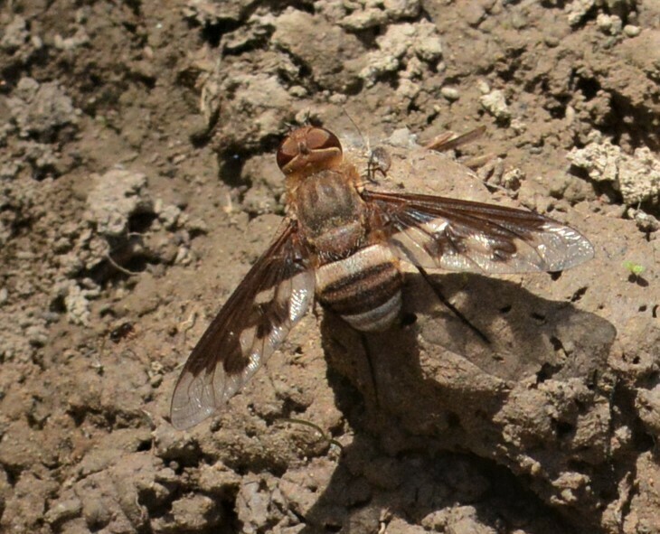 Ligyra calabyana