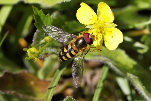 Common Loopwing Aphideater