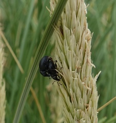 Otiorhynchus atroapterus