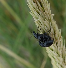 Otiorhynchus atroapterus
