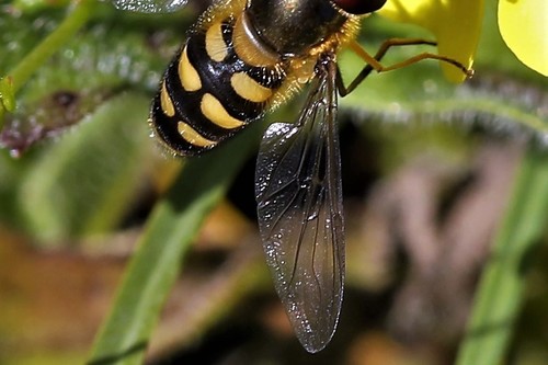 Common Loopwing Aphideater