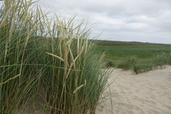 Leymus arenarius