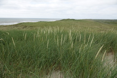 Leymus arenarius