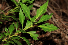 Phyllocladus aspleniifolius