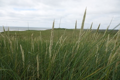 Leymus arenarius