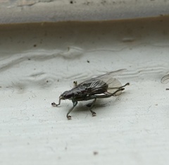 Ornithomya avicularia