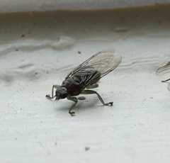 Ornithomya avicularia