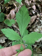 Geum virginianum