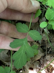 Geum virginianum