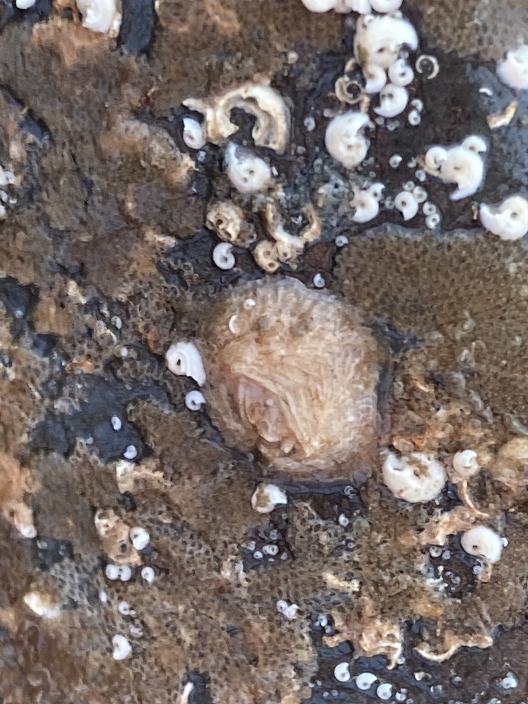 Wart Barnacle