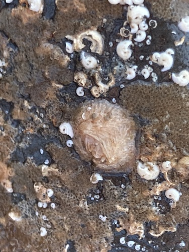 Wart Barnacle