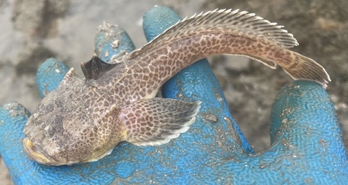 Reticulated toadfish (Daector reticulata) — Batrachoididae