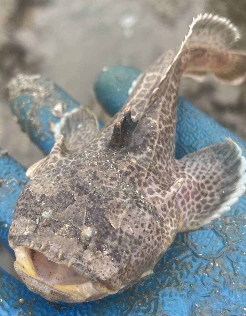 Venomous Toadfishes